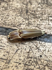 Semiotus ligneus image