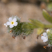 Beach Cryptantha - Photo (c) Eric in SF, all rights reserved, uploaded by Eric in SF