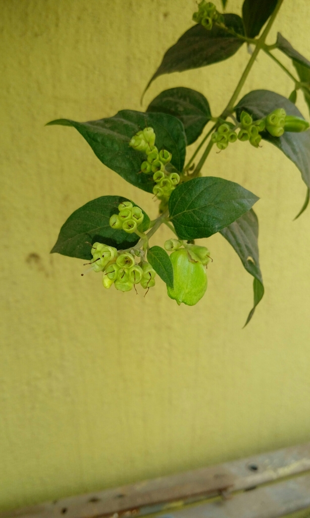 Coral jasmine (Nyctanthes arbor-tristis)  iNaturalist