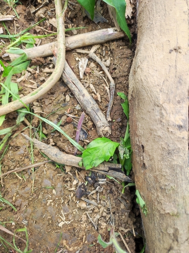 Dolichomutilla guineensis