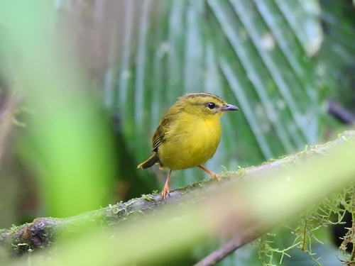 Cuzco Warbler (Myiothlypis chrysogaster) · iNaturalist