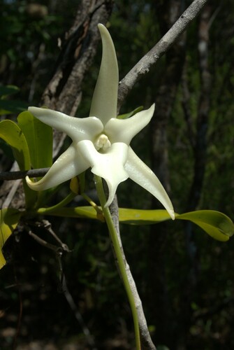 Darwin's orchid