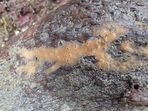 Haliclona broendstedi