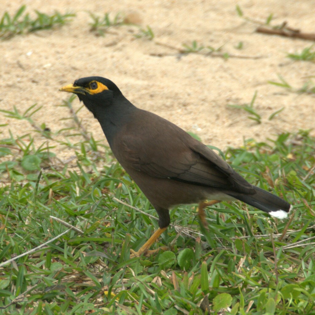 Common Myna from XRHM+3C2, Ambodifototra, Madagascar on September 18 ...