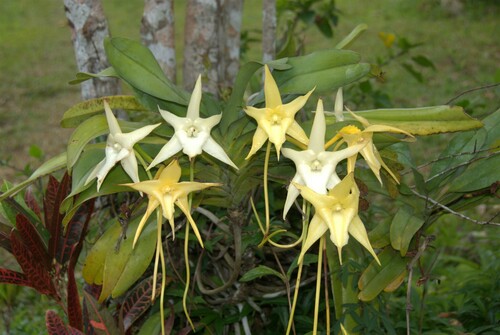 Angraecum sesquipedale Thouars