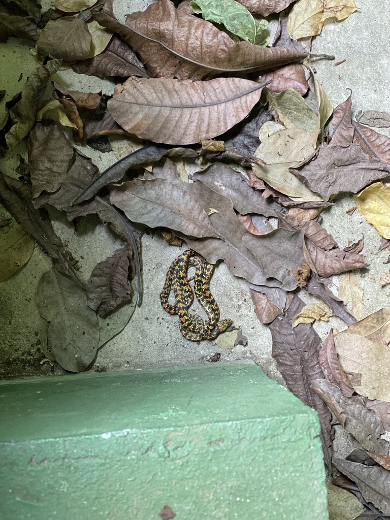 Panama Spotted Night Snake From Ancón, Panamá On August 9, 2023 At 11: ...