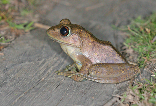 Goudot's Bright-eyed Frog