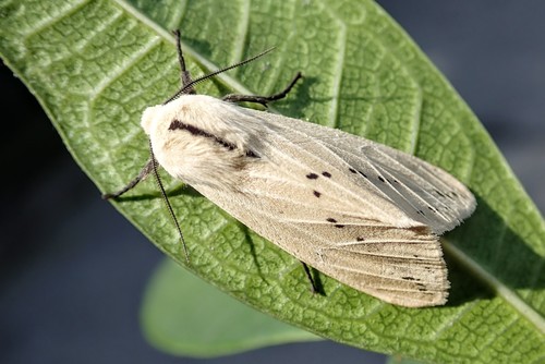 Spilarctia bisecta Leech, 1899