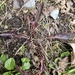 Taraxacum rubifolium - Photo (c) Búgvi Róin, todos los derechos reservados, subido por Búgvi Róin