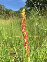 Ressource multimédia de Satyrium coriophoroides