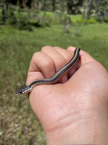 iNaturalist observation photo of Mountain Garter Snake