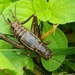 Allonemobius fasciatus - Photo (c) Hugh Johnson, kaikki oikeudet pidätetään, lähettänyt Hugh Johnson