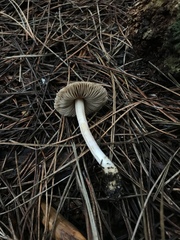 Inocybe sororia image
