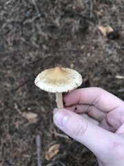Inocybe sororia image