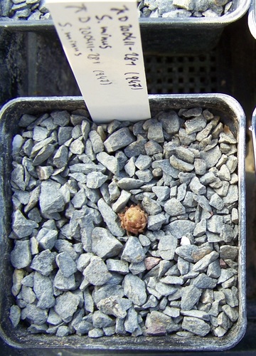 Sempervivum minus