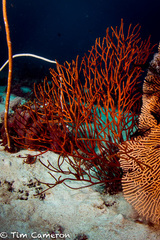 Sea Fan