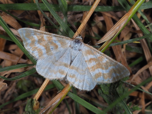 Idaea sericeata