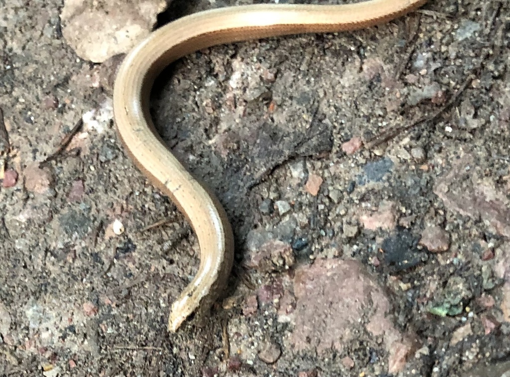 Common Slowworm from Monmouth Road, Usk, Wales, GB on August 9, 2023 at ...