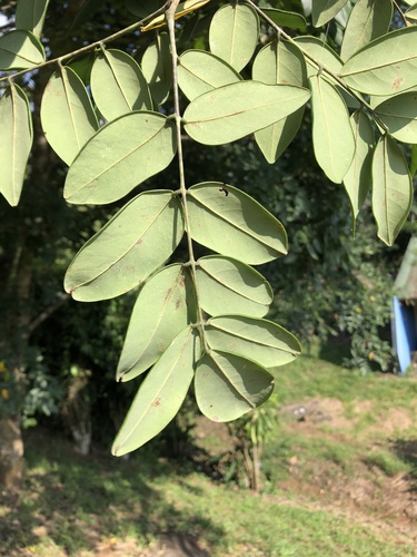 Dalbergia retusa - Leaves