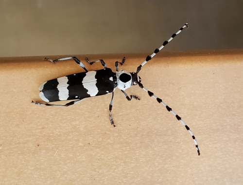 Banded Alder Borer