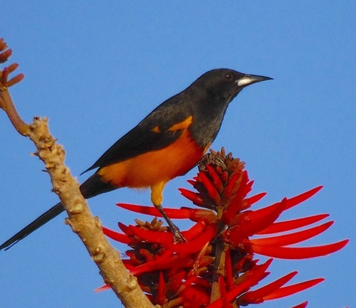 Black-vented Oriole