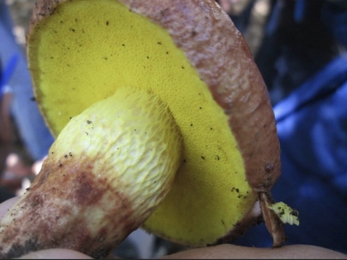 viscid bolete