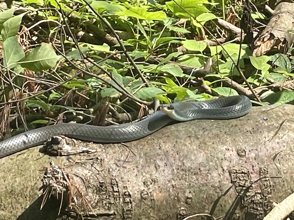 Blue Racer from Oak Openings, Whitehouse, OH, US on August 3, 2023 at ...
