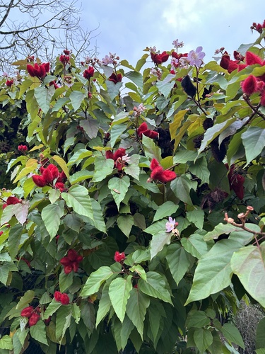 Lipsticktree
