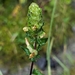 Pedicularis furbishiae - Photo (c) Tristan Hallett, όλα τα δικαιώματα διατηρούνται, uploaded by Tristan Hallett