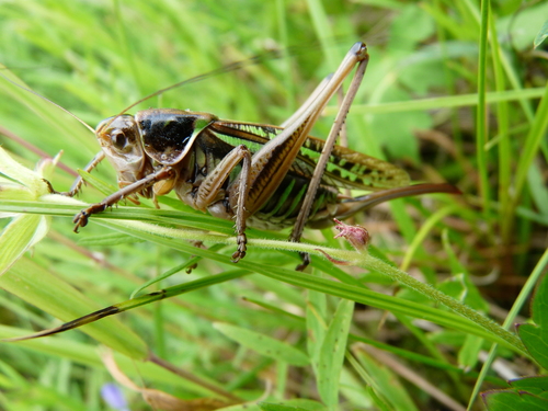 Sedakov's Bush-cricket