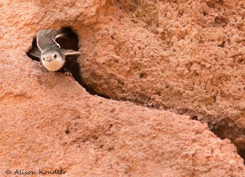 White-throated Swift