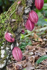 Theobroma cacao image