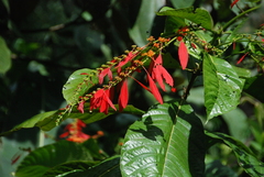 Warszewiczia coccinea image