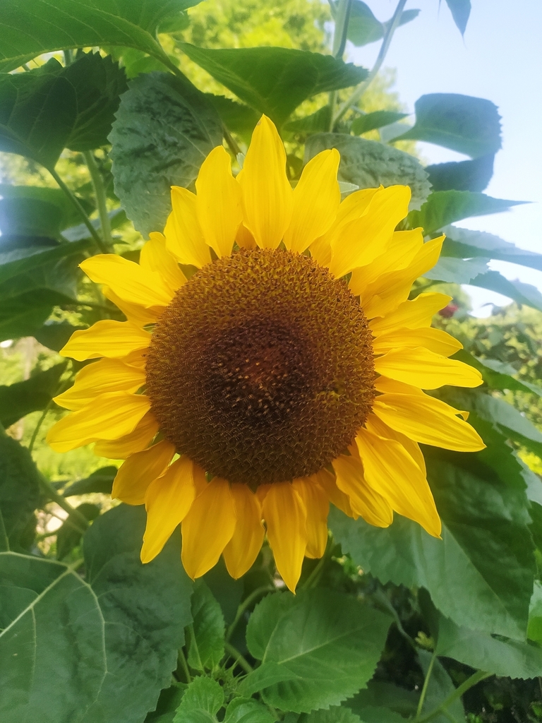 Common Sunflower from NH 244, Kokernag, 192202 on August 3, 2023 at 08: ...