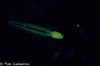 Pelagic Tunicates - Photo (c) Tim Cameron, all rights reserved, uploaded by Tim Cameron