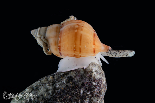 Buccinum finmarkianum