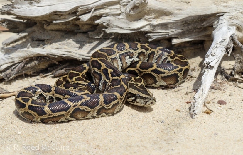 Burmese Python in July 2022 by R. Reed McClure · iNaturalist