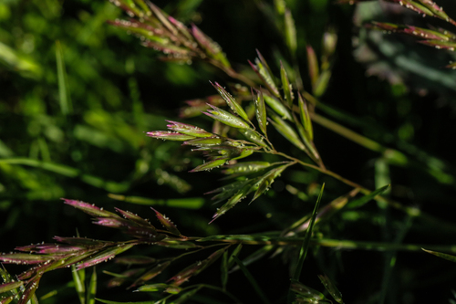Schismus barbatus