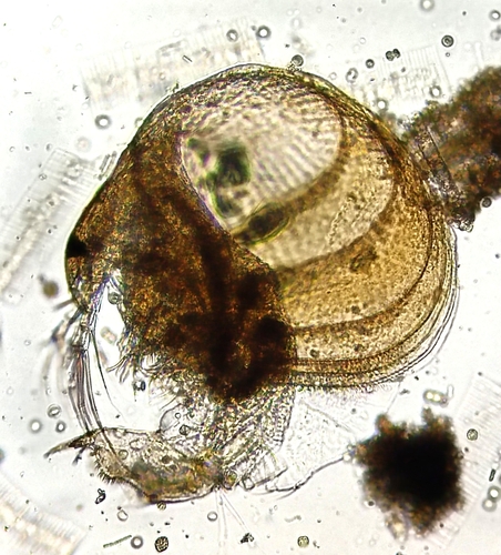 Monospilus dispar