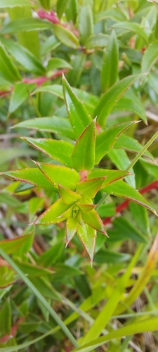 Prickly Heath
