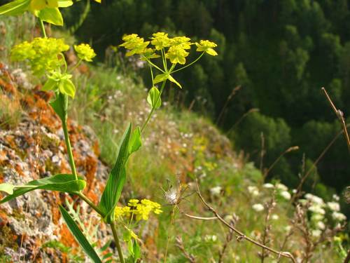 basal leaved bupleurum