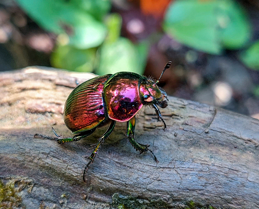Phelotrupes auratus auratus from 3 Chome Motohachiojimachi, Hachioji