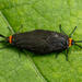 Acoloithus novaricus - Photo (c) Chris Rorabaugh, all rights reserved, uploaded by Chris Rorabaugh