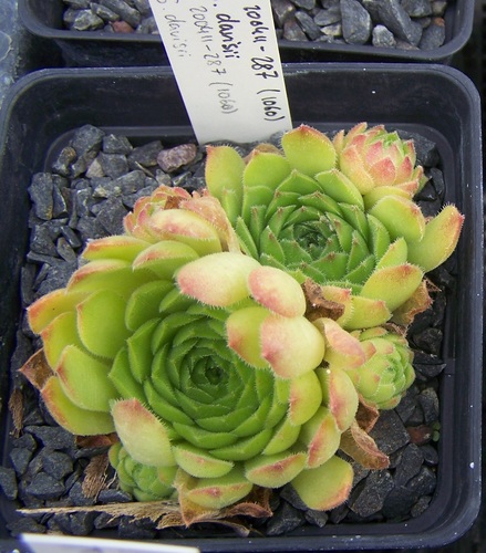 Sempervivum davisii