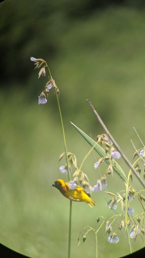 Tanganyika Masked-Weaver photo