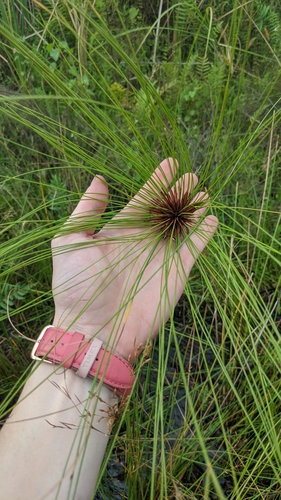 Papyrus sedge