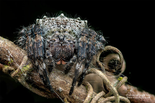 Darwin's Bark Spider