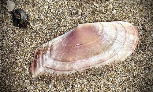 Faroe Sunset Clam