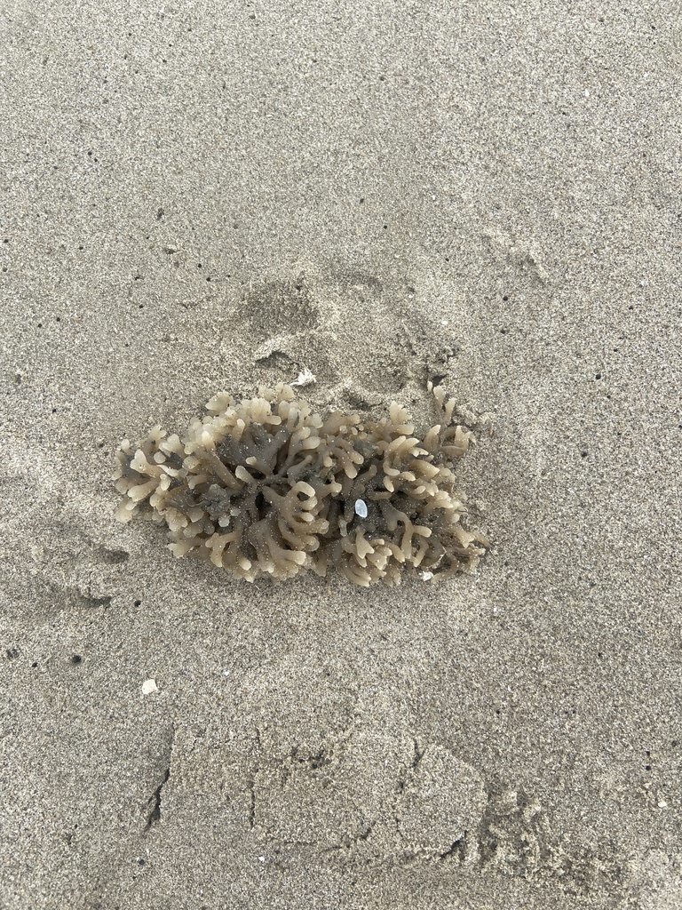 Rubbery Bryozoan from Shore Dr, Milford, DE, US on August 10, 2023 at ...