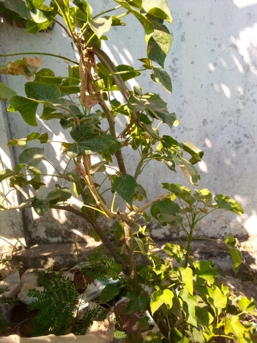Barbados Nut